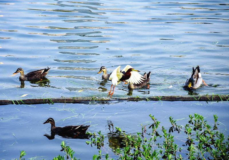 风和日暖生态美 鸟语花香春意浓|樱花_新浪财经_新浪网
