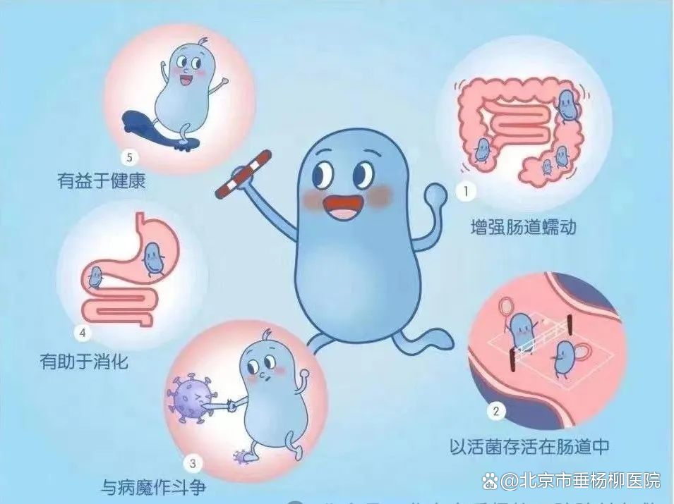 02适当补充益生菌也有助于维护肠道健康,减少胃肠道疾病的发生.