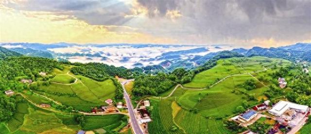 五峰茶园"变奏曲"