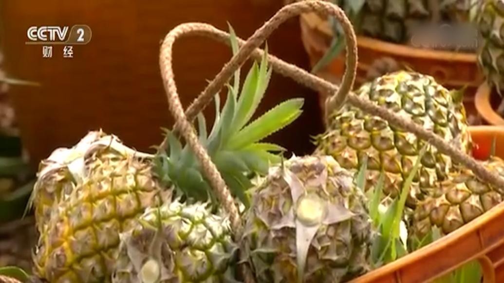 全国超三成菠萝产自广东徐闻,广东徐闻菠萝热销北美