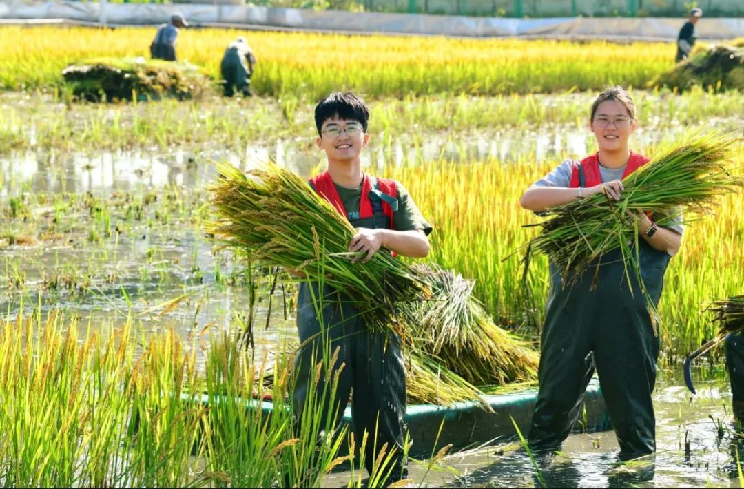 传真丨太仓双凤:"禾夏青年",逐梦"禾下"新征程_新浪财经_新浪网