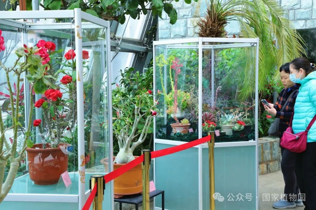 花花世界开花多肉植物展今日开展