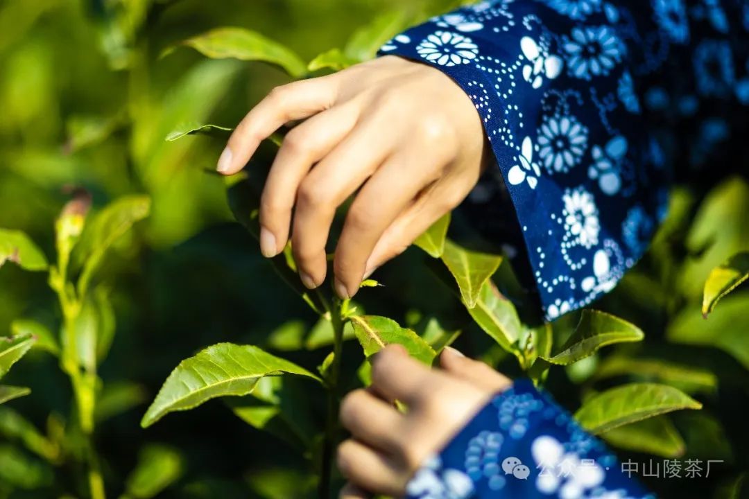 春茶纷纷迎来"开春第一采"