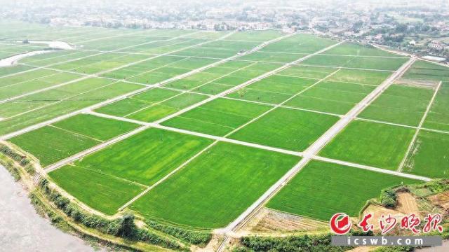 不负春光,筑牢粮食生产"耕"基|高标准农田建设_新浪财经_新浪网