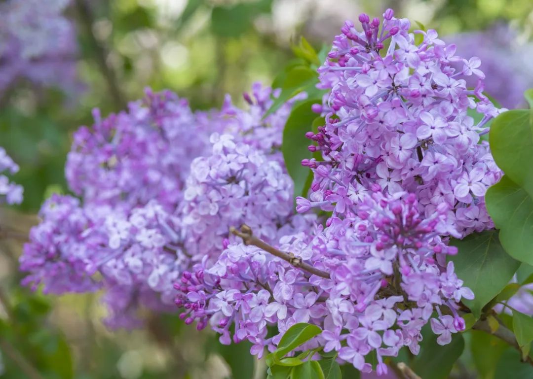 丁香花因花筒细长如钉且香故名,花姿秀美繁茂,有"一树百枝千万结"的