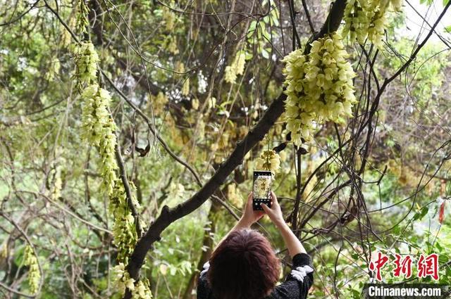 3月25日,广州市黄埔区天鹿湖森林公园禾雀花开,吸引游客赏花拍照.