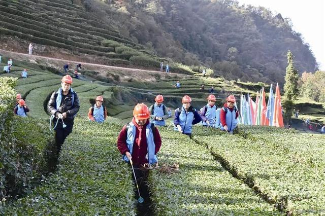 五峰茶园"变奏曲"