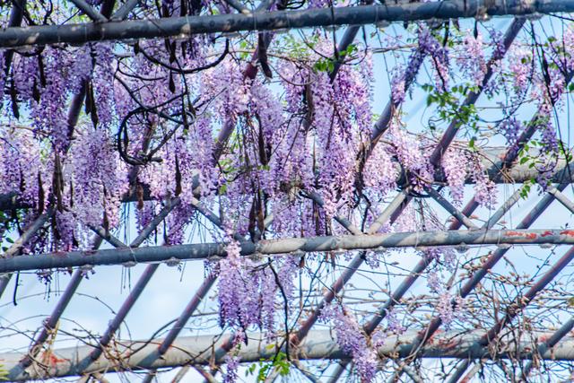 江西赣州紫藤花竞相绽放