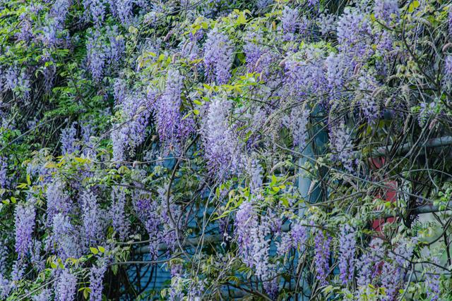 江西赣州紫藤花竞相绽放