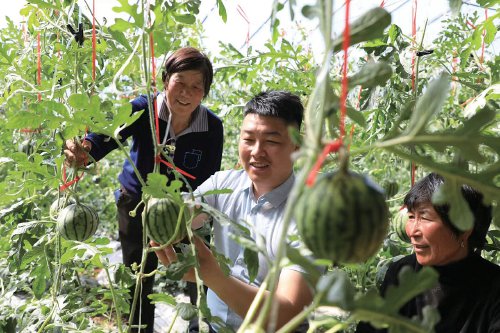 图为马牧池乡牛王庙村"兵支书"刘帅(左二)指导合作社社员种植黄瓤西瓜