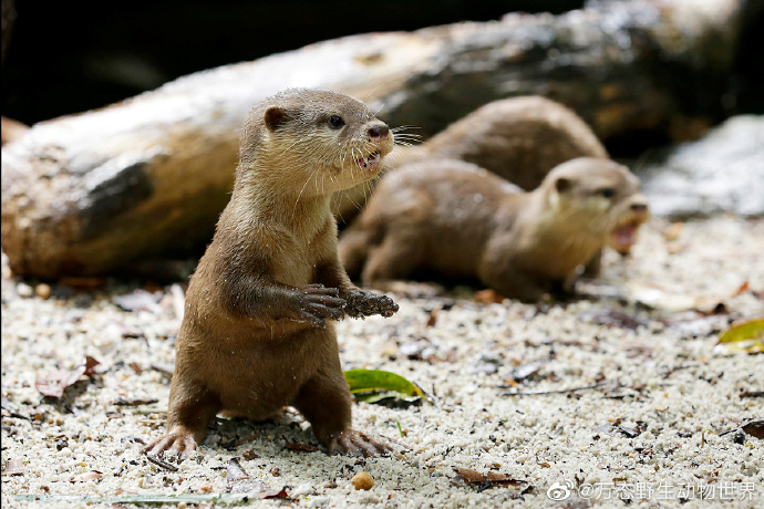 奇趣24小时,在新加坡探秘热带雨林里的动物世界_新浪财经_新浪网