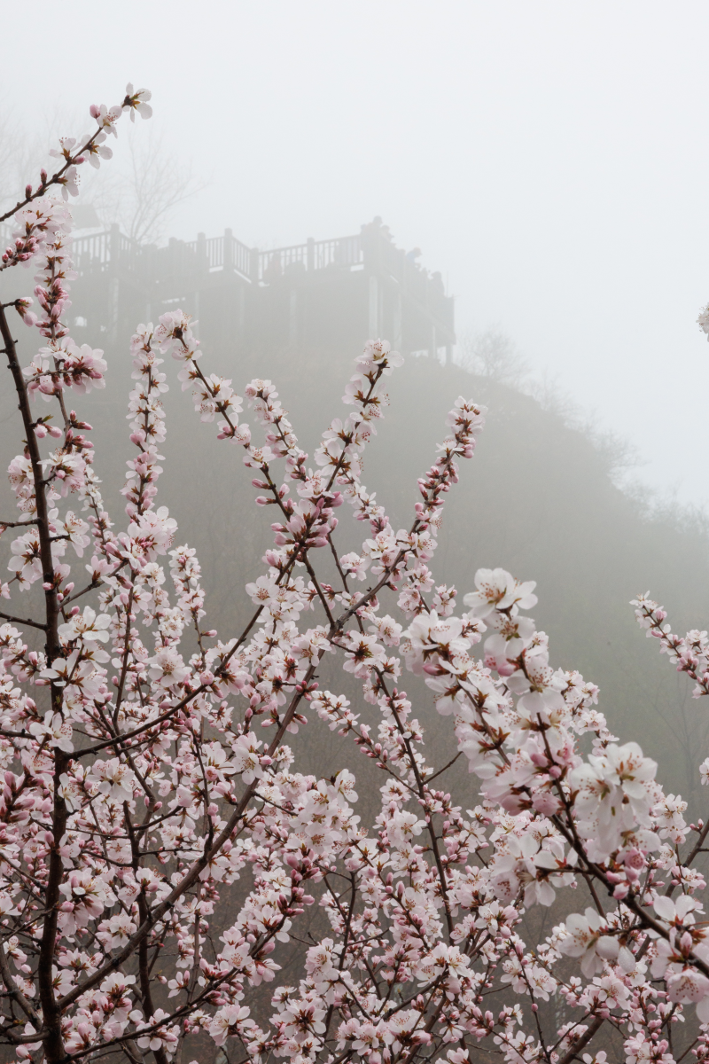 3月26日上午，居庸关花海栈道，绽放的山桃花。新京报记者 王子诚 摄