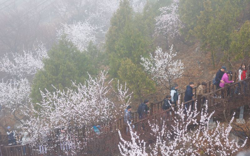 3月26日上午，游客走在山花烂漫的居庸关花海栈道。新京报记者 王子诚 摄
