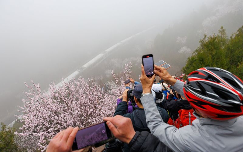 3月26日上午，居庸关花海栈道，游客争相拍摄雨雾花海间的列车。新京报记者 王子城 摄