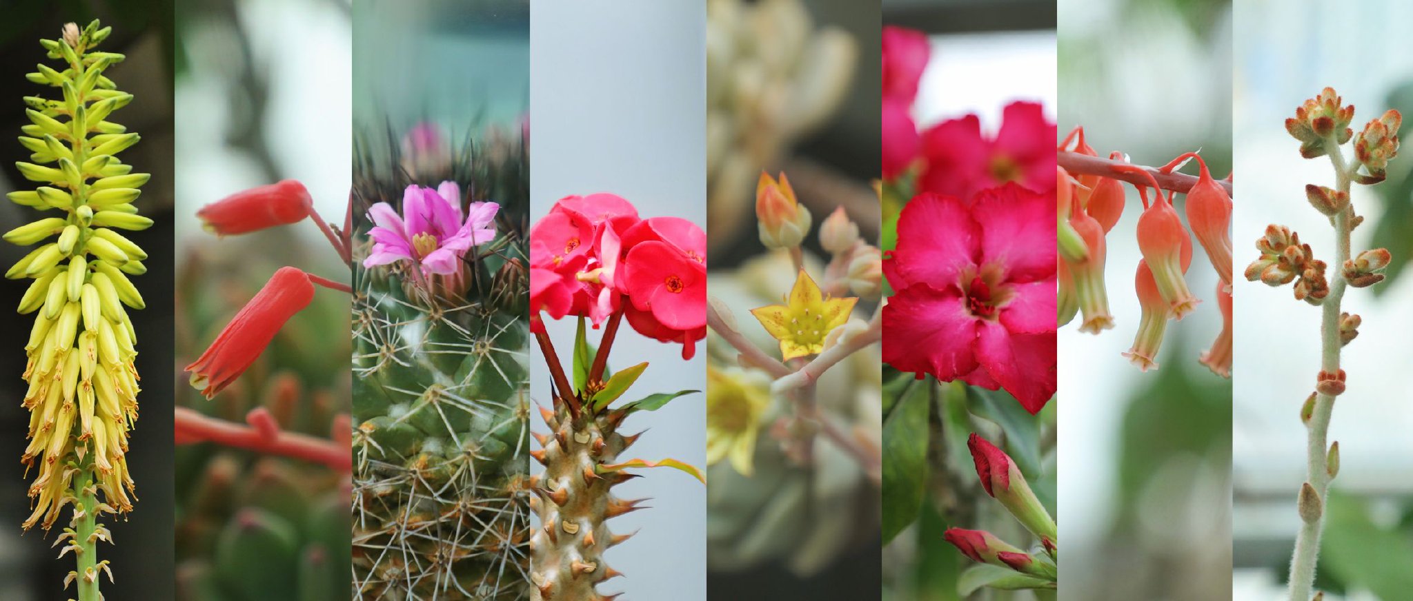 花花世界开花多肉植物展今日开展