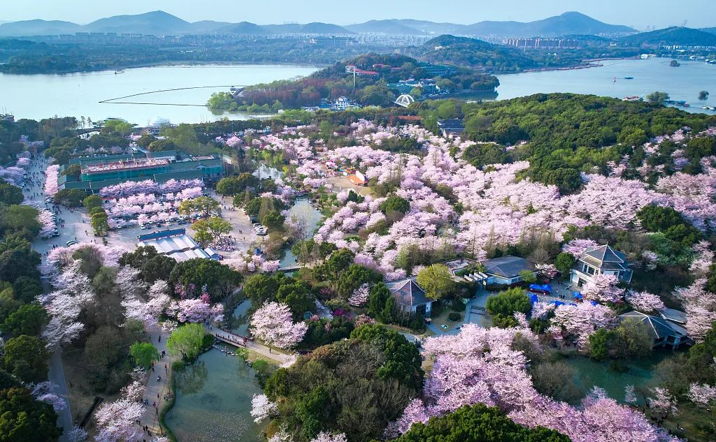 跟着万达酒店云游全国花海10条路线浪漫追花
