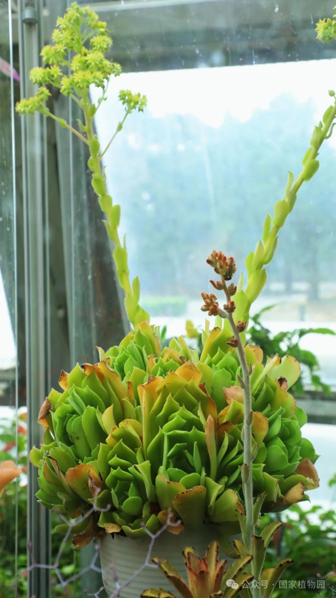 花花世界开花多肉植物展今日开展