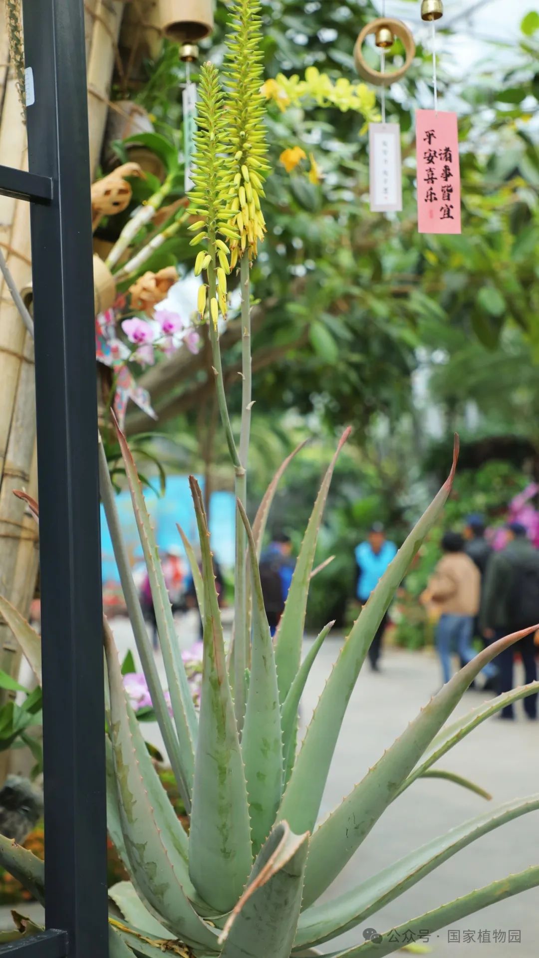 花花世界开花多肉植物展今日开展