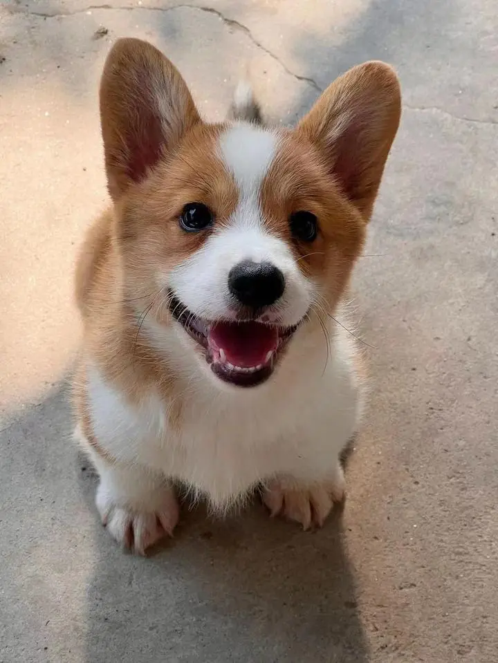 全国首只柯基警犬亮相!"入编"竟是因为这个优势