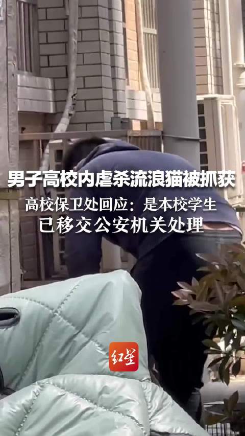 男子高校内虐杀流浪猫被抓获,高校保卫处回应:是本校学生,已移交公安机关处理|流浪猫|中南大学|湖南师大_新浪新闻