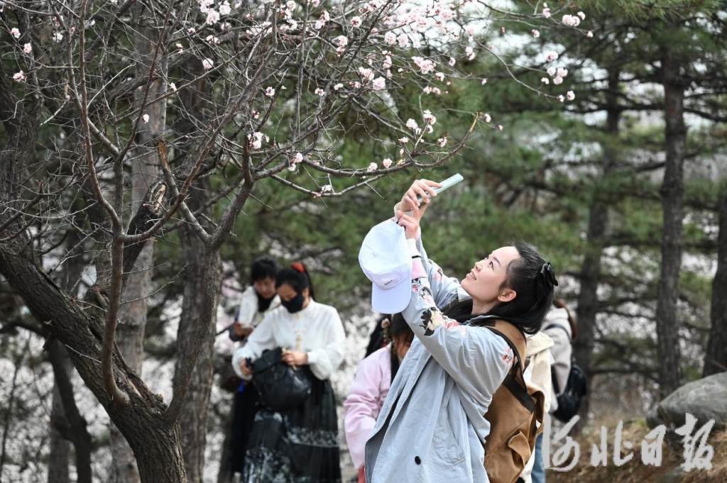 石家庄这些春游线路等你来打卡_新浪财经_新浪网