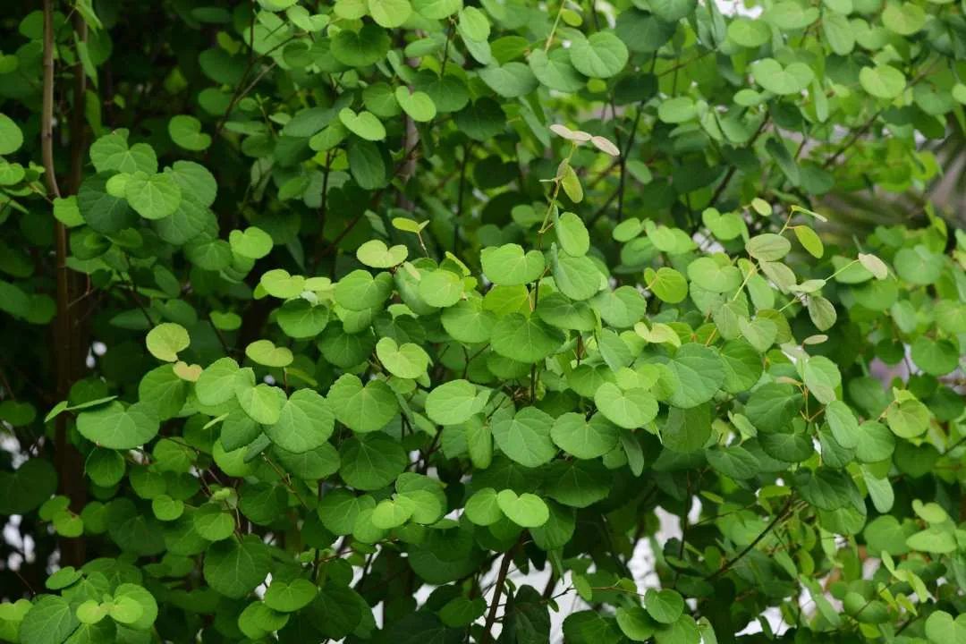 背景 壁纸 绿色 绿叶 树叶 植物 桌面 1080_720