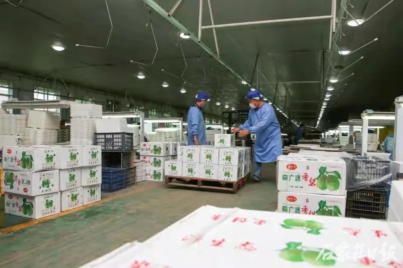 近日,记者到由国家农业产业化重点龙头企业河北长城果品股份有限公司