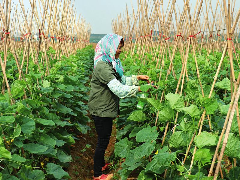 村民仔细护理黄瓜苗,确保长势良好.