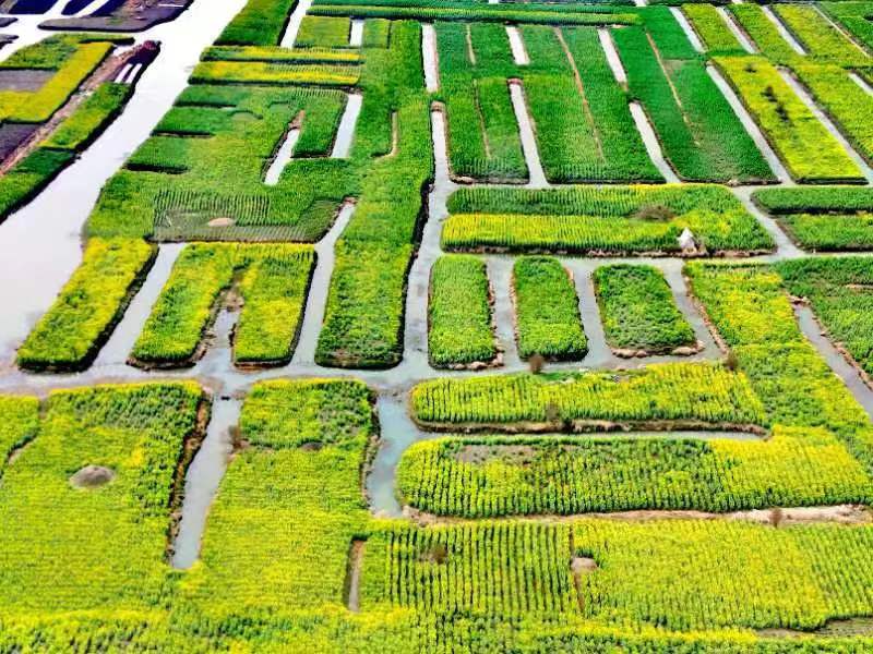 江苏兴化:千垛水上油菜花海开始争先竞放…|江苏省