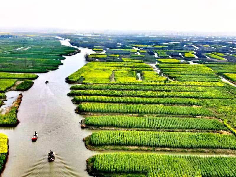 江苏兴化:千垛水上油菜花海开始争先竞放…|江苏省