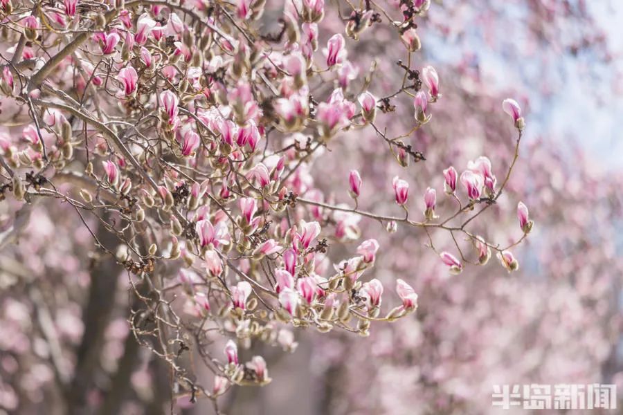 青岛:我,想,开,了