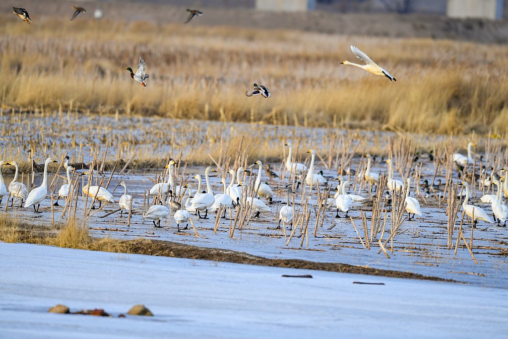 2024年3月7日，内蒙古鄂尔多斯，成群结队的野鸭、天鹅、灰鹤等等鸟类云集在达拉特旗境内的黄河湿地栖息。 视觉中国 图