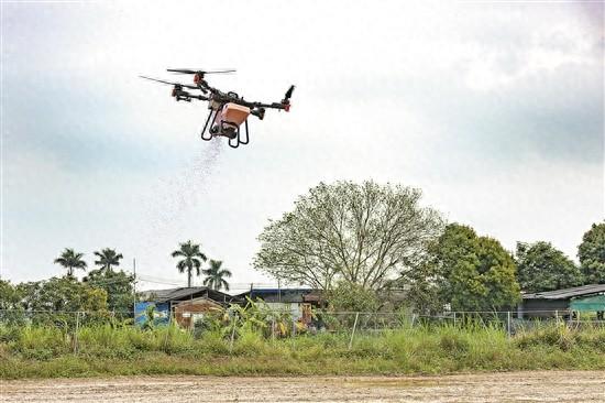 水稻农用无人机在峡石村田间穿梭往返 通讯员供图