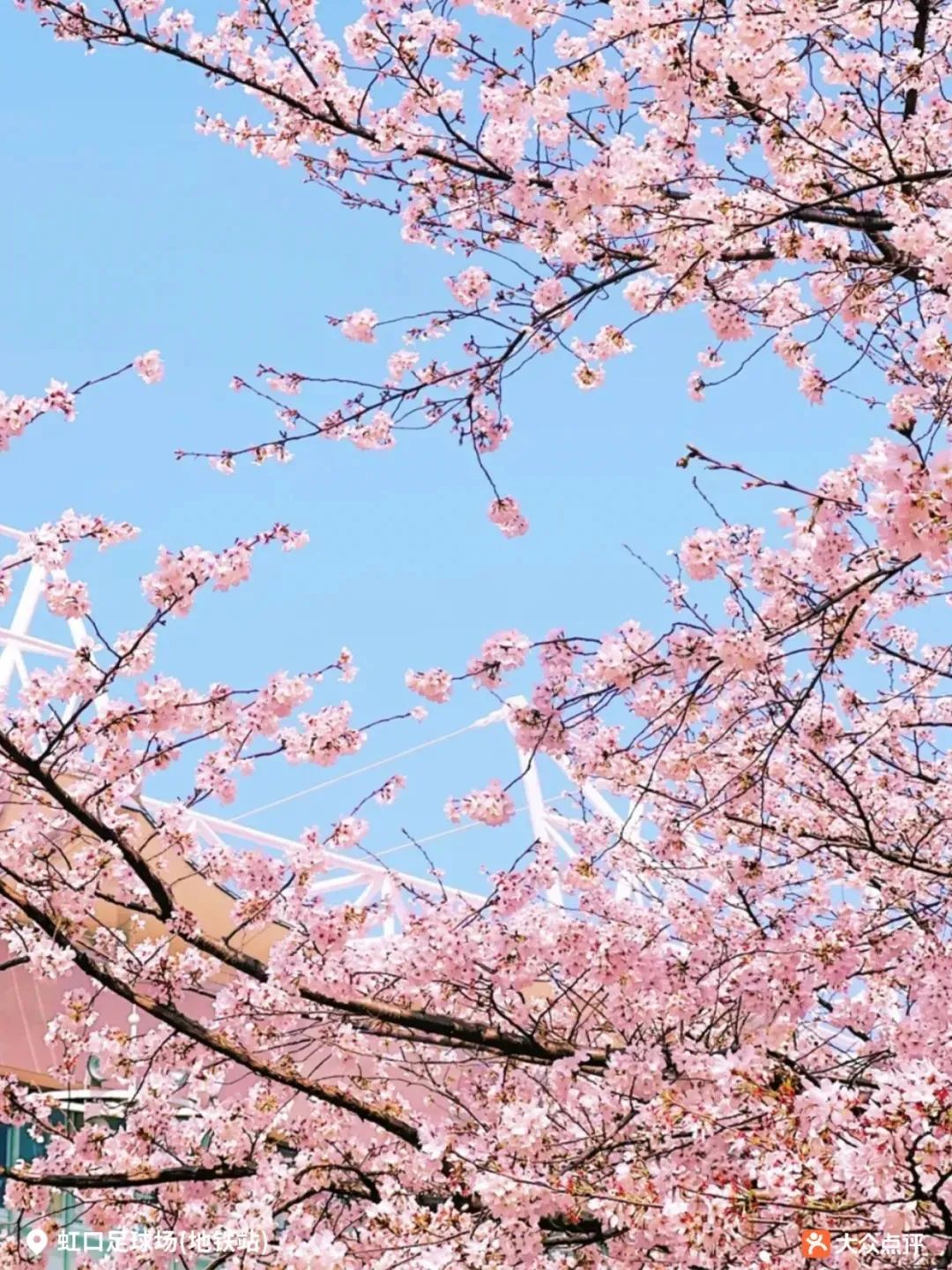 上海"赏樱攻略"来了,错过等一年|樱花_新浪财经_新浪网