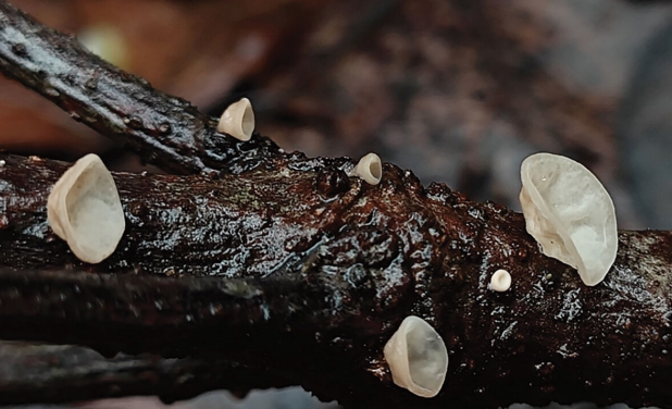 天钟山泡头菌，摄于富阳区天钟山风景区