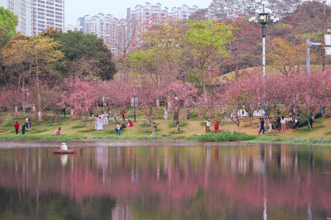 广州黄埔禾雀飞舞,樱花怒放春意浓