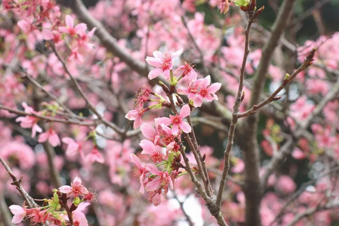 广州黄埔禾雀飞舞,樱花怒放春意浓|樱花_新浪财经_新浪网