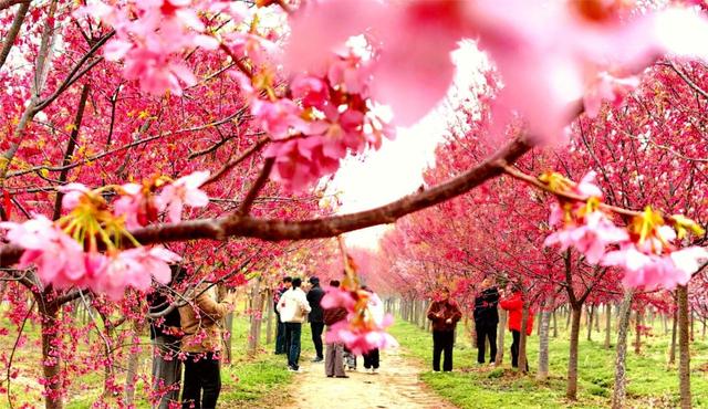 三五成群的游客在观赏樱花。 顾士刚 摄