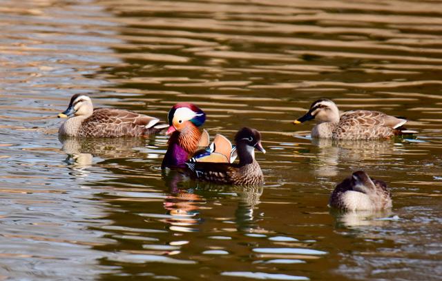 颜值爆表!国家二级保护动物鸳鸯现身天桥岭林区|国家二级保护动物_新