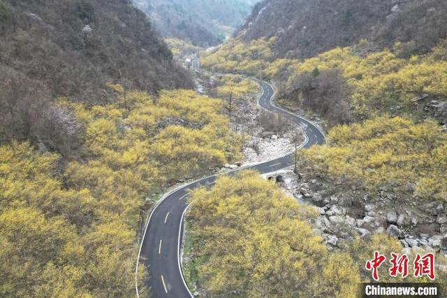 图为西峡县老界岭万亩山茱萸花开正盛。 杨永青 摄