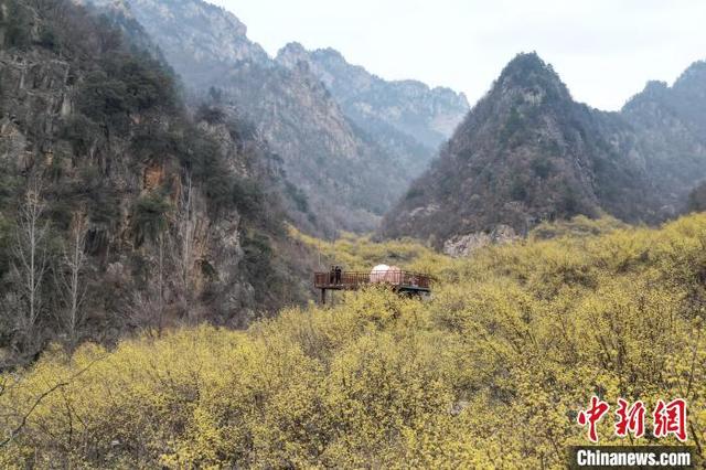 图为西峡县老界岭万亩山茱萸花开正盛。 杨永青 摄