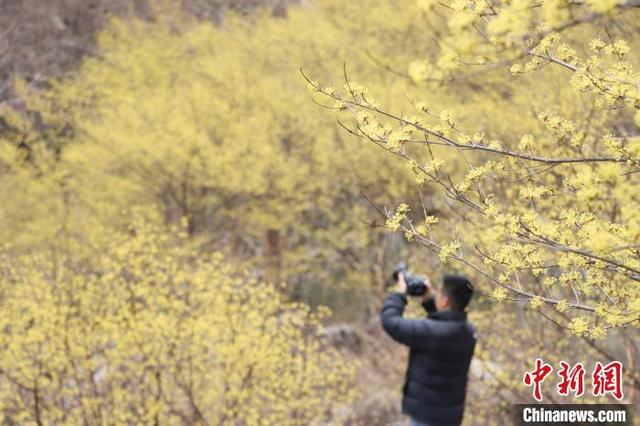 图为游客在西峡县老界岭拍摄山茱萸花。 杨永青 摄