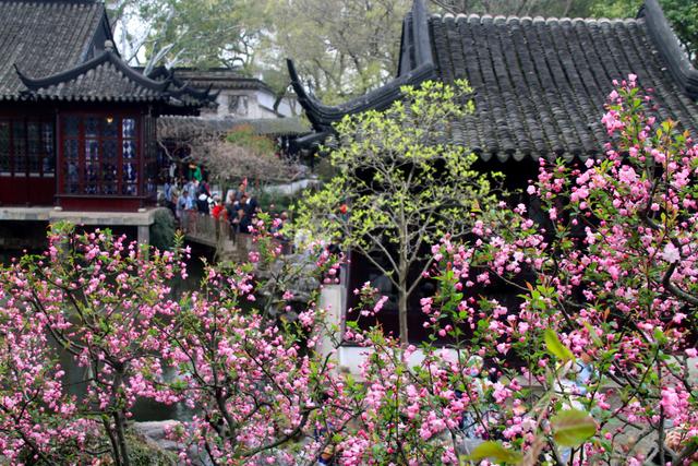 苏州拙政园海棠花开绯红一片