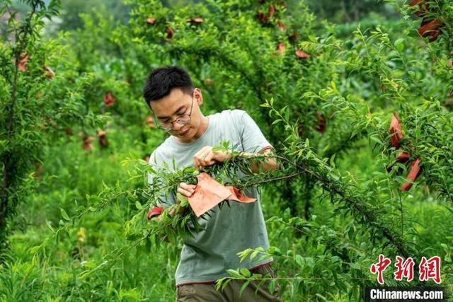 返乡创业青年陈杰发展种植产业带动群众增收致富。李桂林 摄