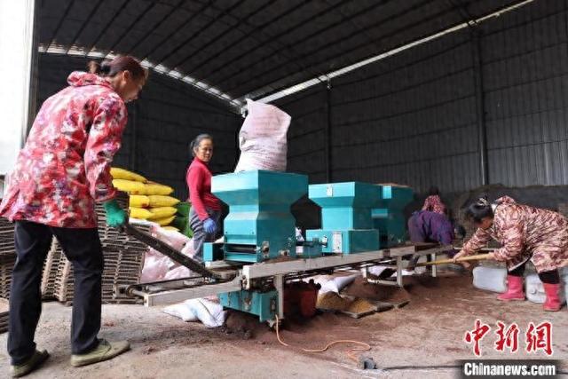 湖南郴州一育秧基地内，工人们在早稻育秧流水线上播种秧盘。苏仙区融媒体中心供图