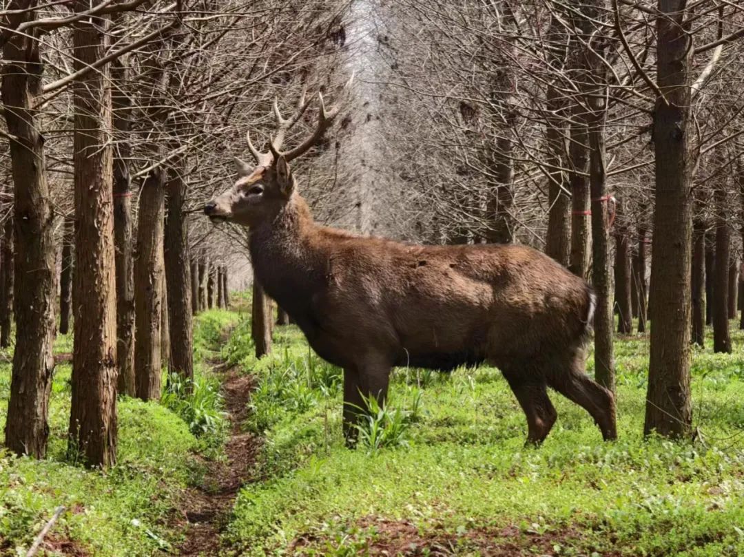 上海崇明暴躁鹿为梅花鹿公鹿已送至上海动物园饲养