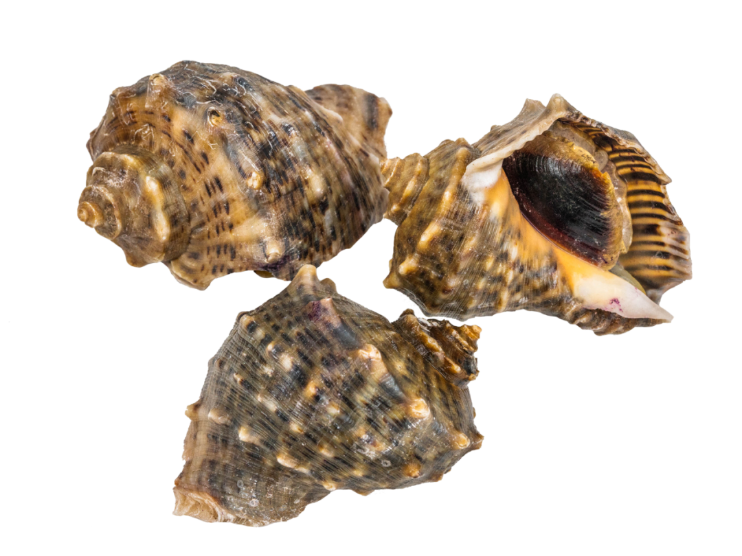 但是有些螺不可食用,如果不慎误食,轻则身体不适,重则威胁生命安全.