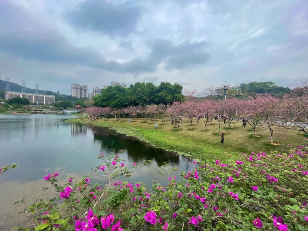 广州黄埔禾雀飞舞,樱花怒放春意浓|樱花_新浪财经_新浪网