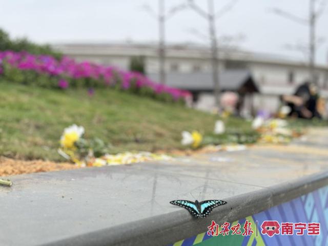 南宁市人文纪念园马岭公墓花坛葬区放飞蝴蝶