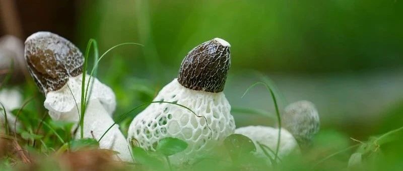 优选毕货丨织金竹荪:荪美味鲜的“真菌皇后”|竹荪|织金|真菌_新浪新闻